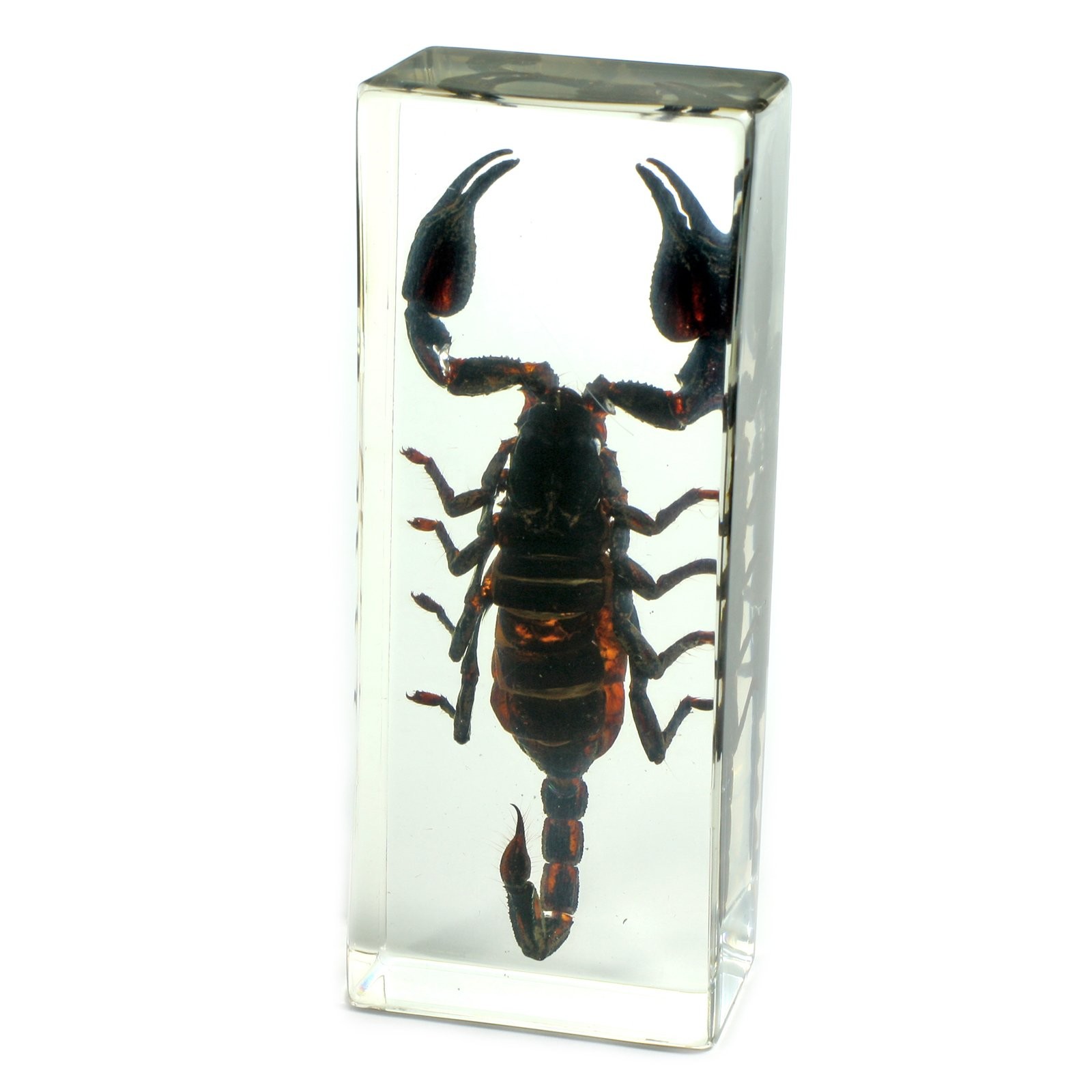 4.4×1.6×1.1 Black Scorpion Paperweight Real Insect in Resin Desk Decor