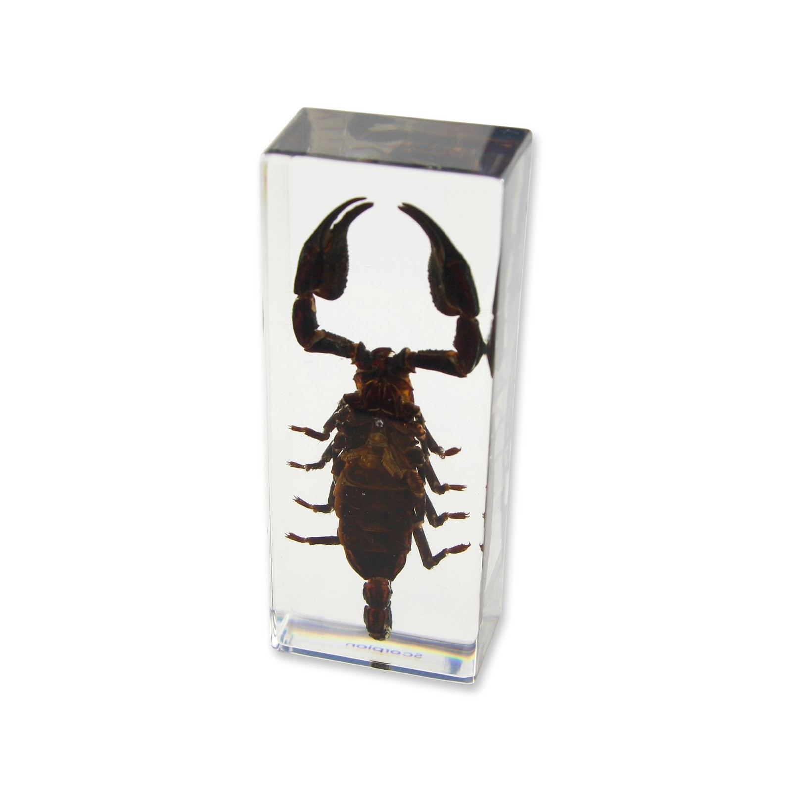 Black Scorpion Paperweight Real Specimen Desk Decor 4.4×1.6×1.1 Inch