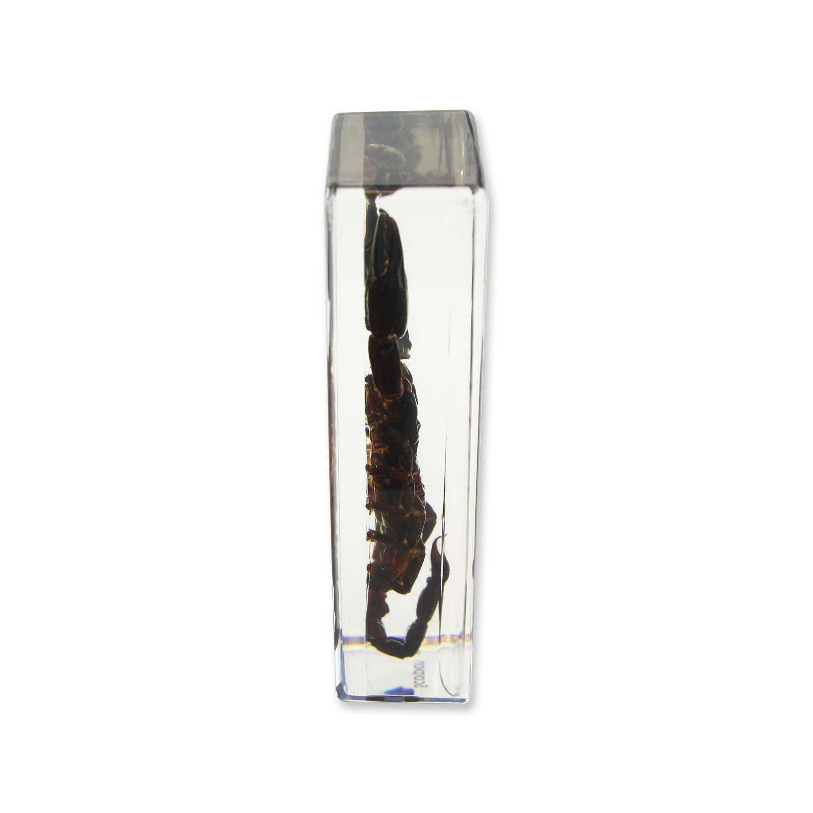 Black Scorpion Paperweight 4.4×1.6×1.1